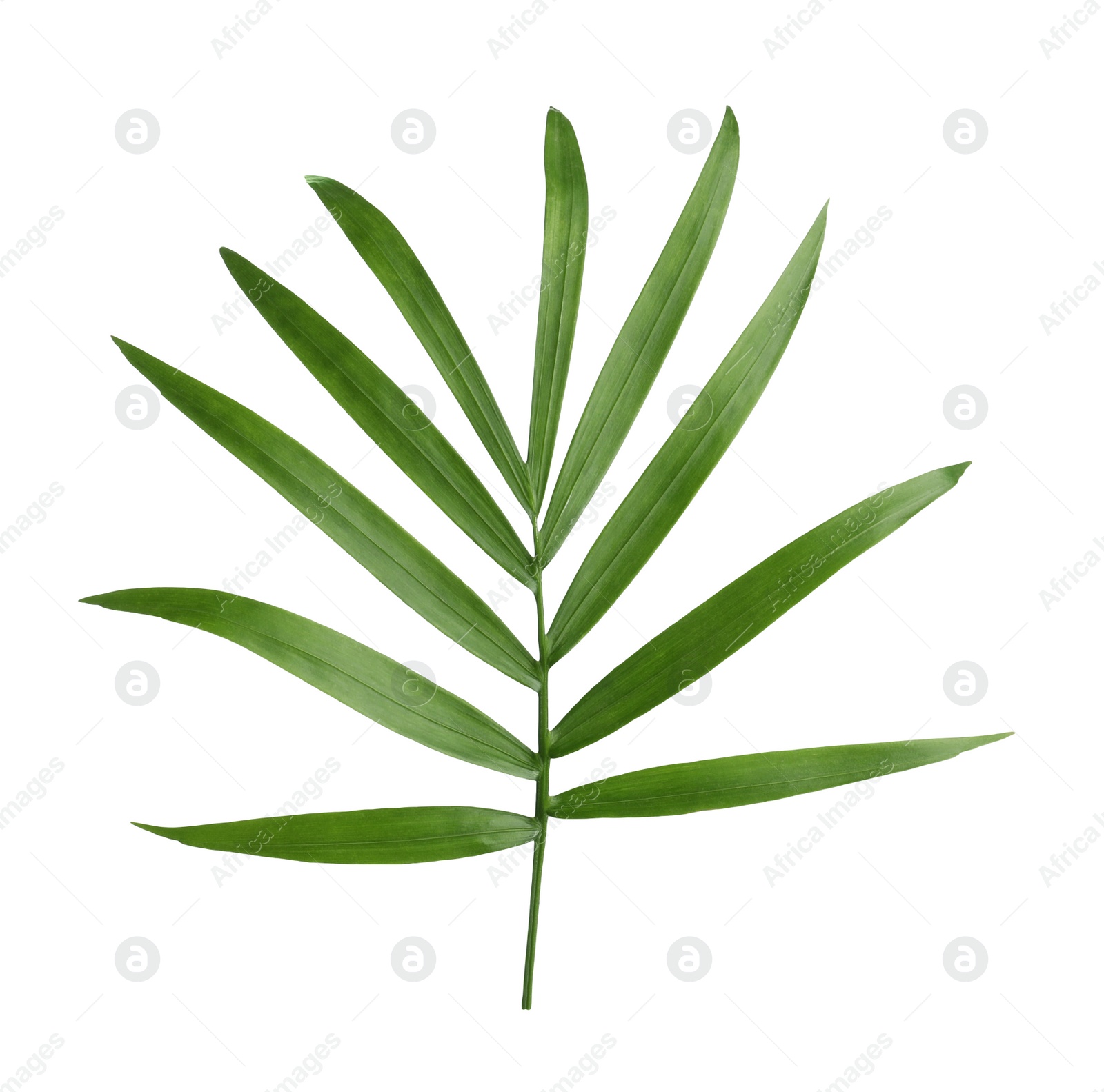 Photo of Beautiful green coconut leaf isolated on white