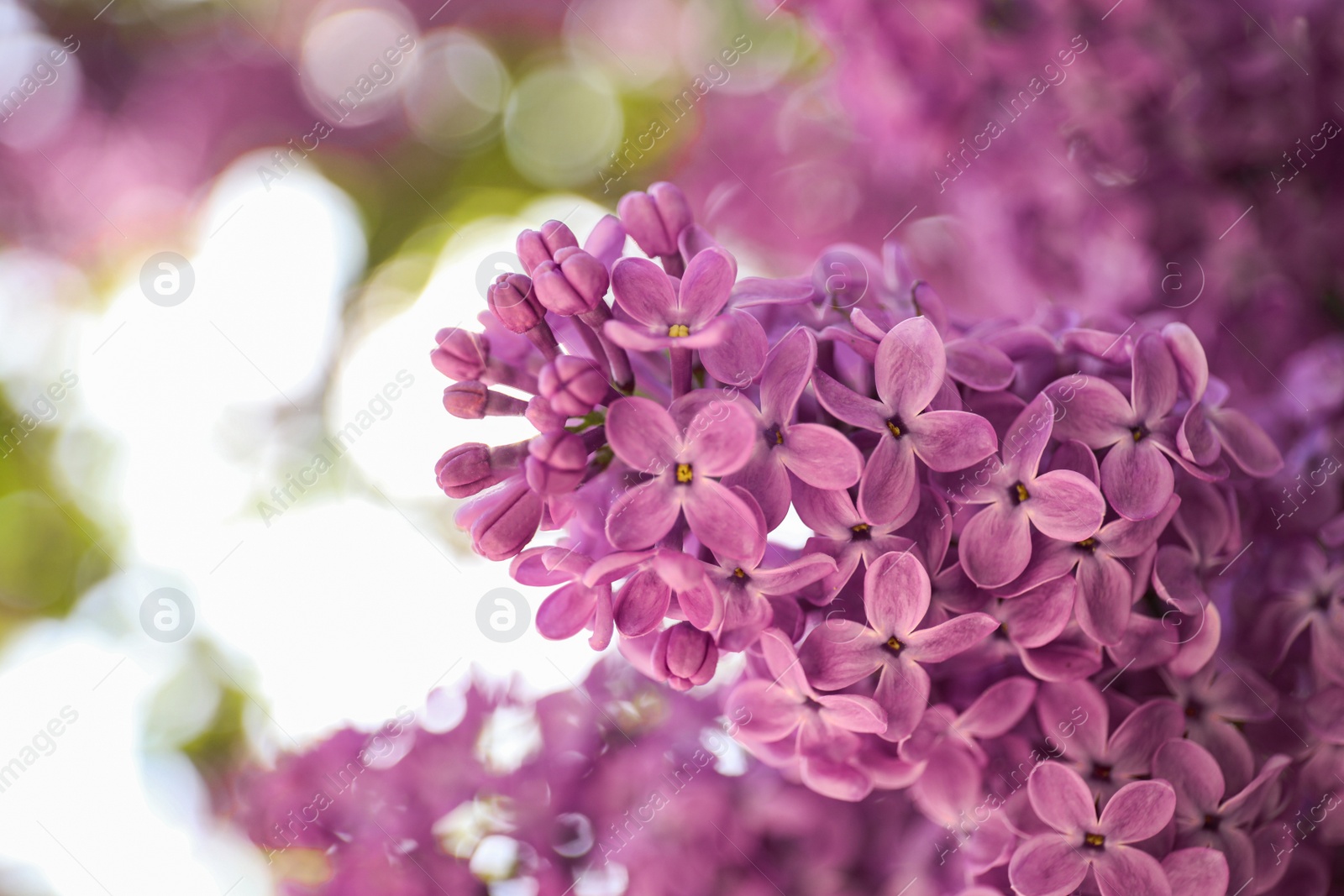 Photo of Closeup view of beautiful blossoming lilac shrub outdoors