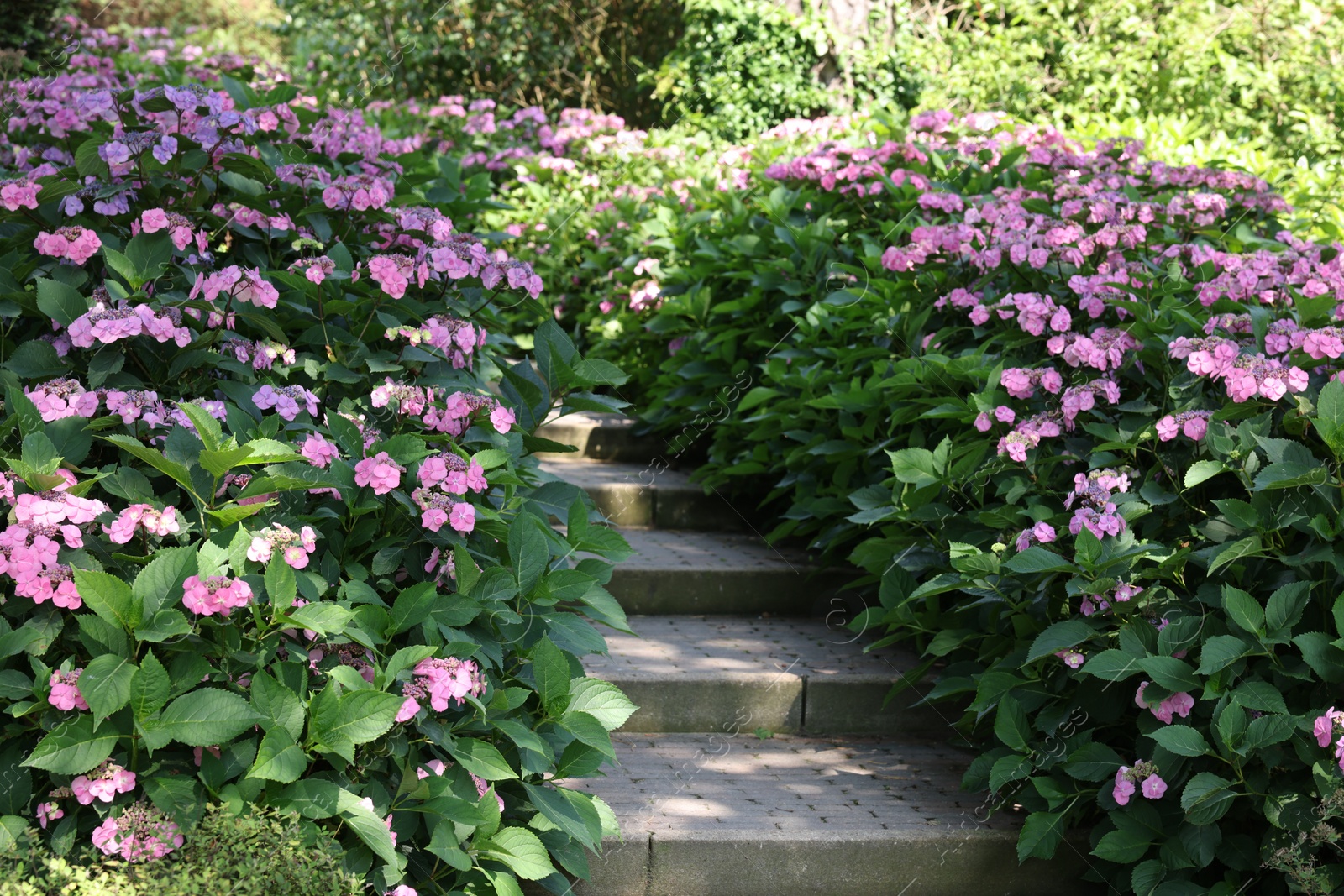 Photo of Pathway among beautiful hydrangea shrubs with violet flowers outdoors