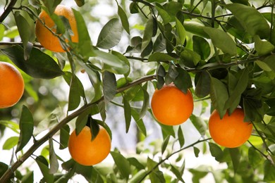 Photo of Fresh ripe oranges growing on tree outdoors