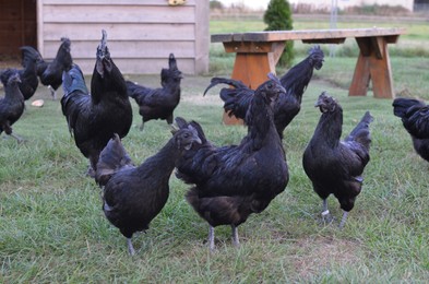 Beautiful black hens walking in zoo outdoors