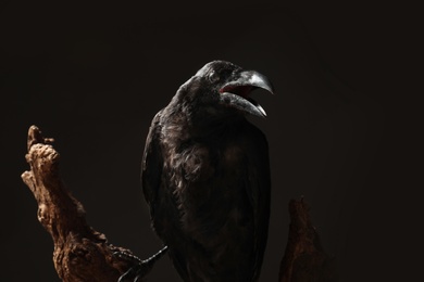 Photo of Beautiful common raven perched on wood against dark background
