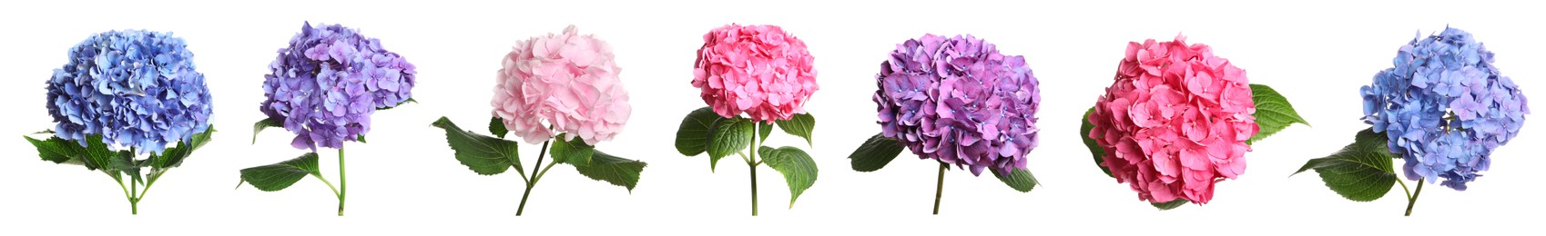 Image of Set with delicate beautiful hortensia flowers on white background. Banner design