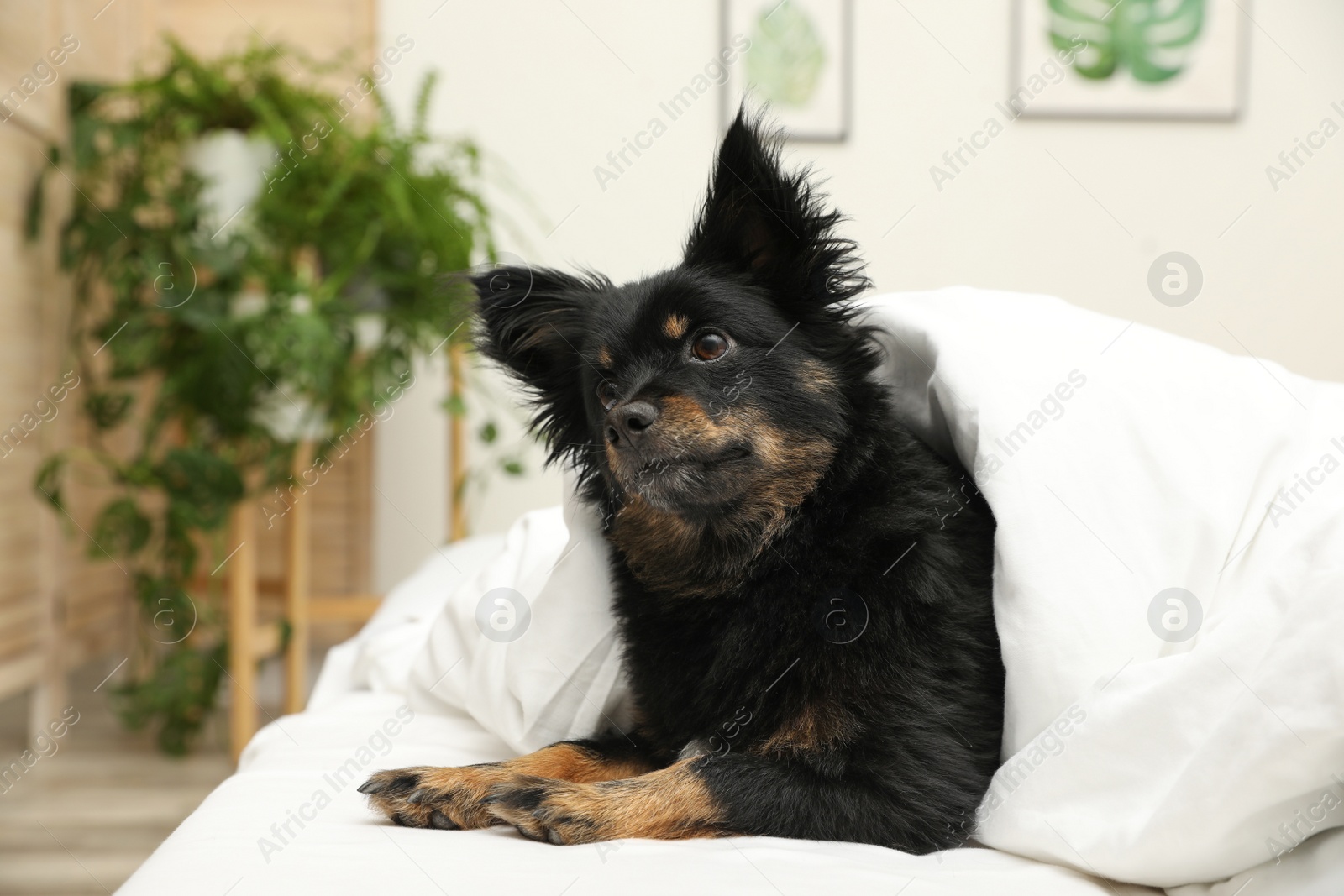 Photo of Adorable dog covered with blanket at home