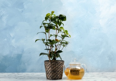 Photo of Small tea shrub and glass pot of hot beverage on table