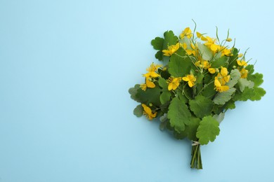 Photo of Celandine with beautiful yellow flowers on light blue background, top view. Space for text