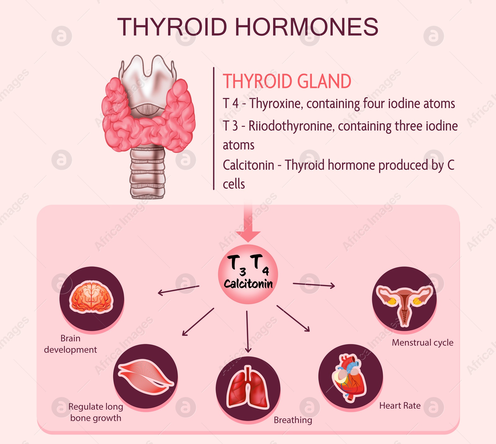 Illustration of Medical poster with thyroid hormones image on pink background