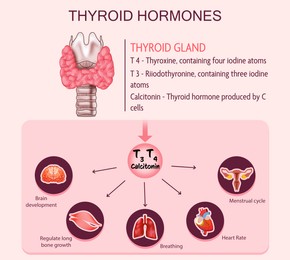 Medical poster with thyroid hormones image on pink background