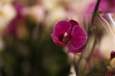 Photo of Beautiful blooming tropical orchid on blurred background, closeup. Space for text