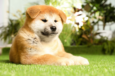 Photo of Cute Akita Inu puppy on green grass outdoors. Baby animal