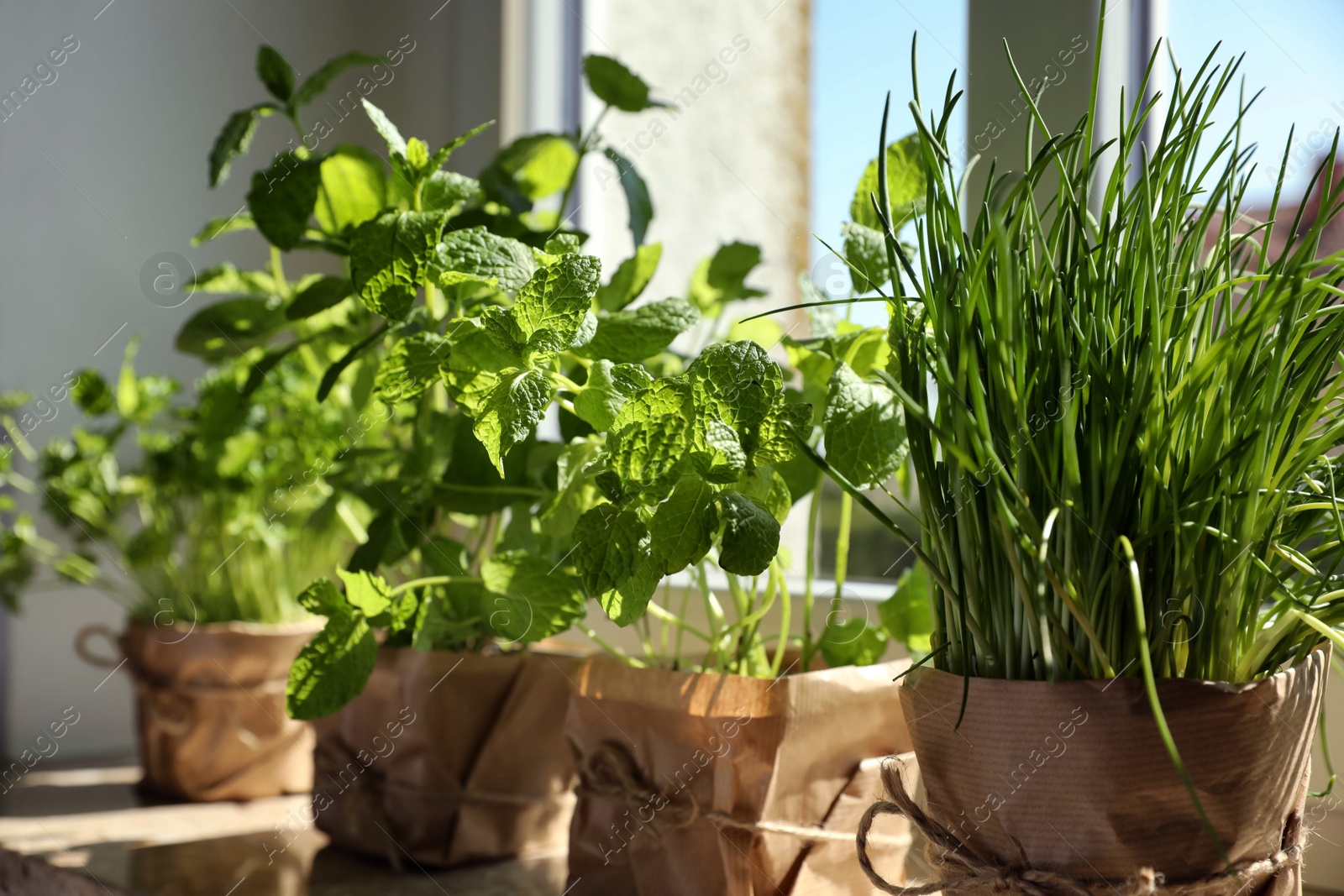 Photo of Different aromatic potted herbs on windowsill indoors
