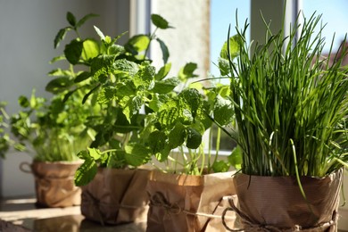 Different aromatic potted herbs on windowsill indoors