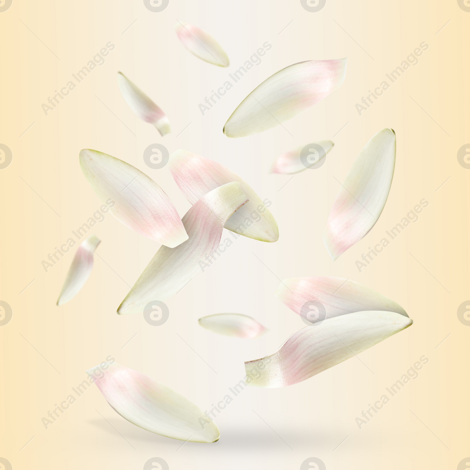 Image of White lotus flower petals falling on dark beige background