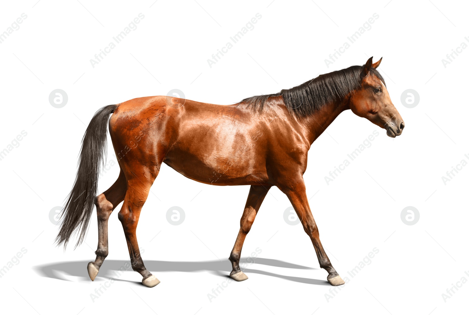 Image of Bay horse walking on white background. Beautiful pet