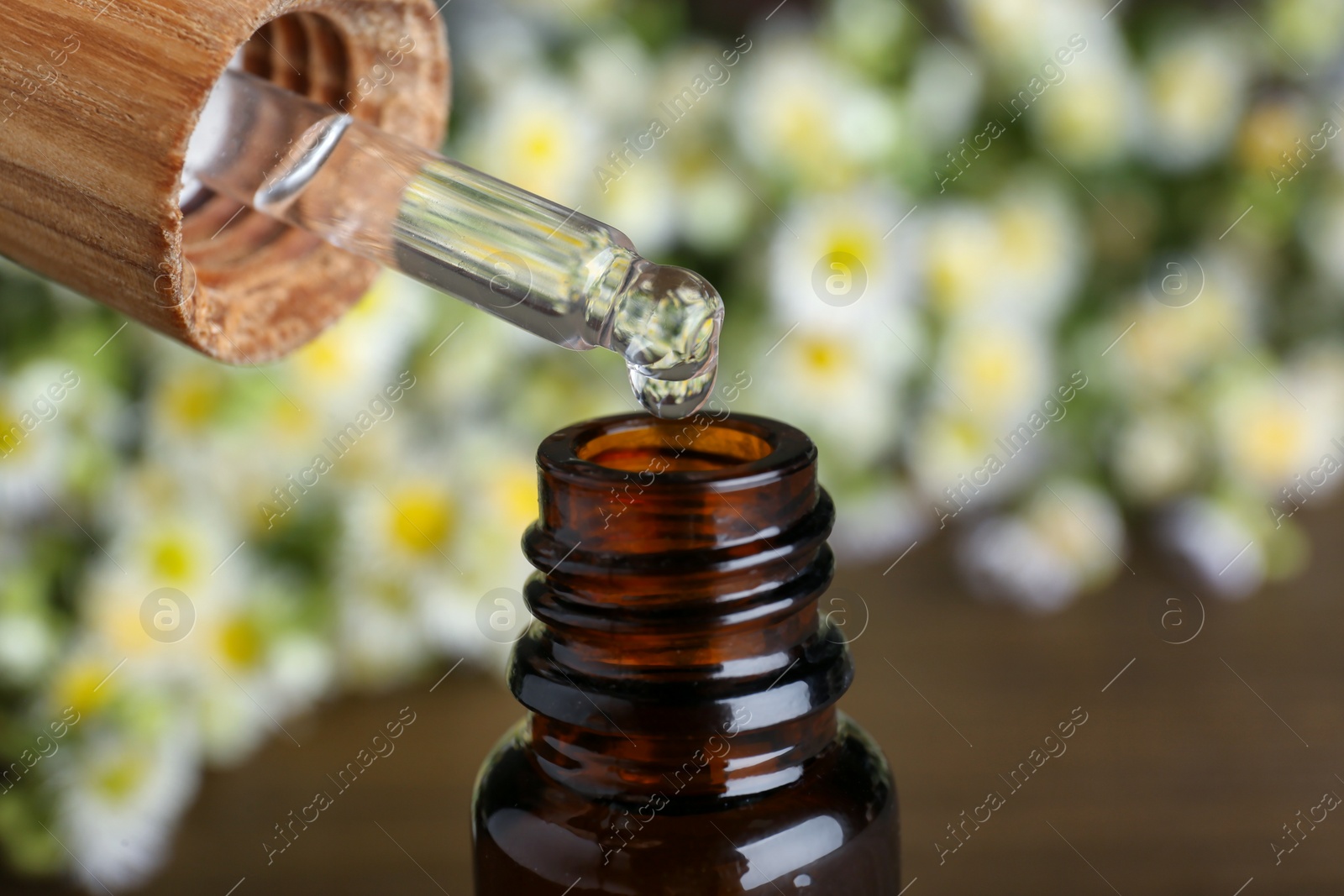 Photo of Dripping chamomile essential oil from pipette into bottle on blurred background, closeup