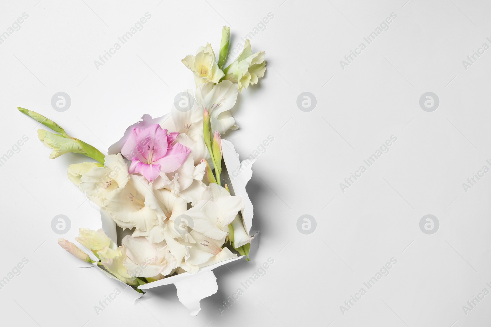 Photo of Composition with beautiful gladiolus flowers and torn paper