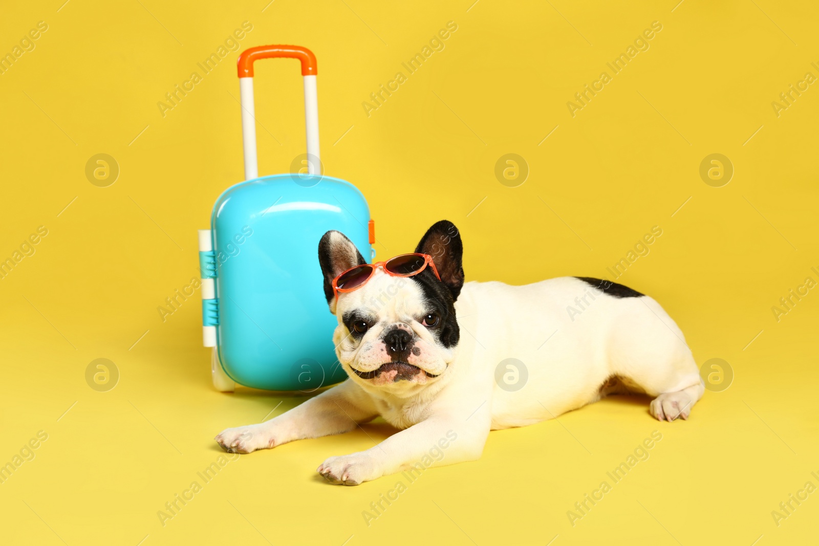 Photo of French bulldog with little suitcase on yellow background