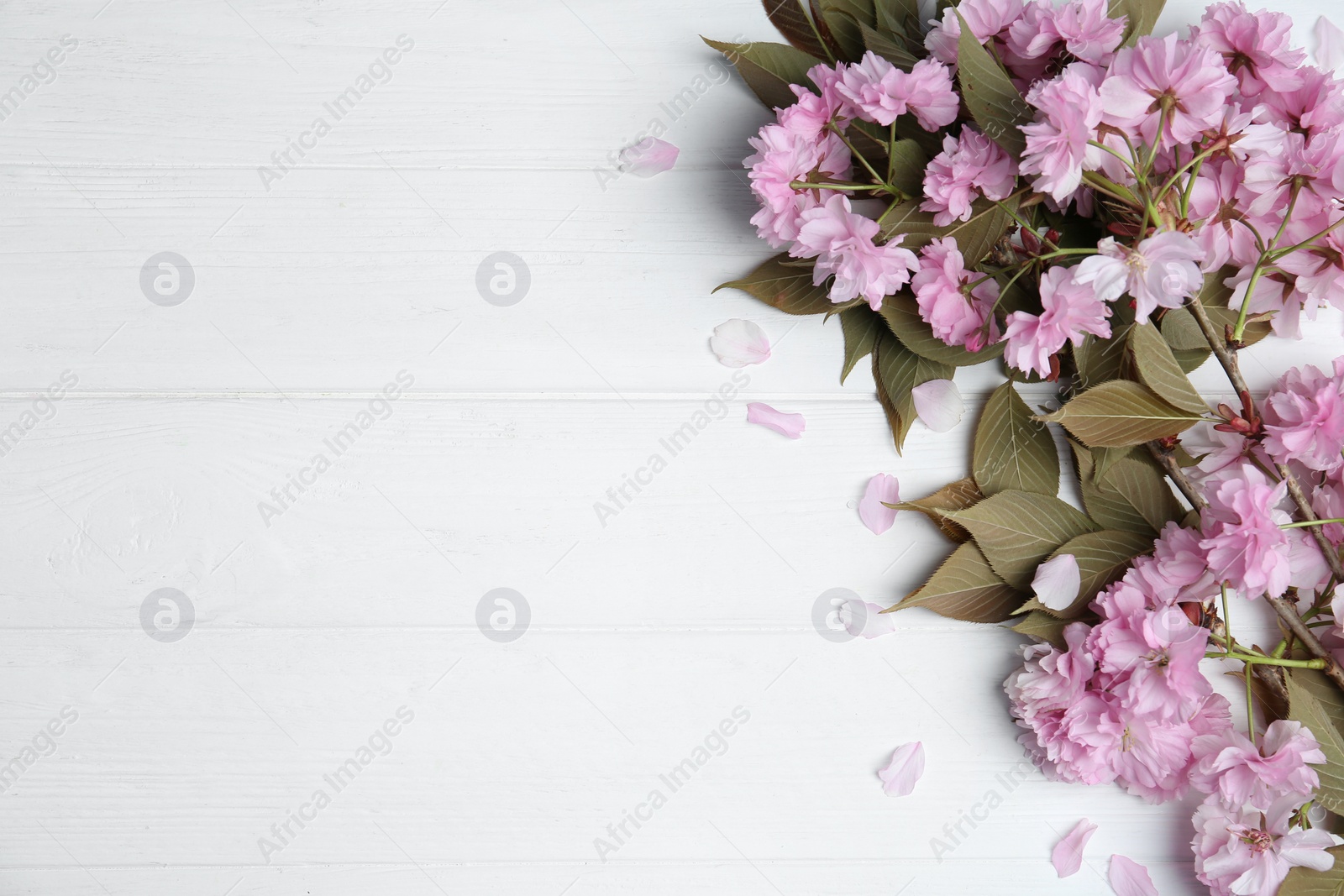 Photo of Sakura tree branch with beautiful blossom on white wooden background, space for text. Japanese cherry