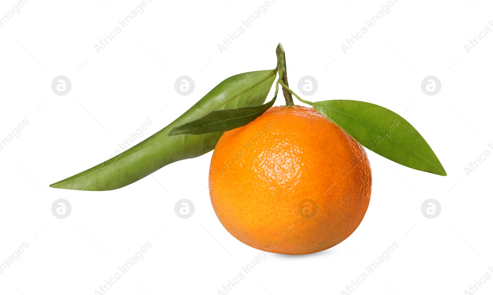 Photo of One fresh tangerine with green leaves isolated on white