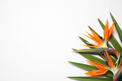 Photo of Bird of Paradise tropical flowers on white background, top view