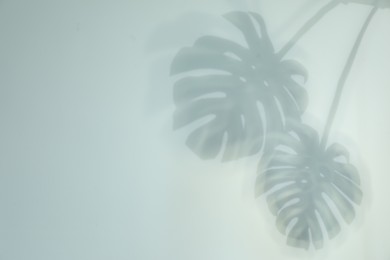 Shadow of monstera plant leaves on light background, space for text