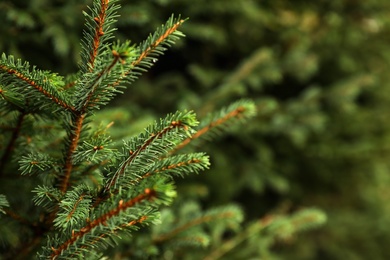 Beautiful fir with green branches in forest, closeup