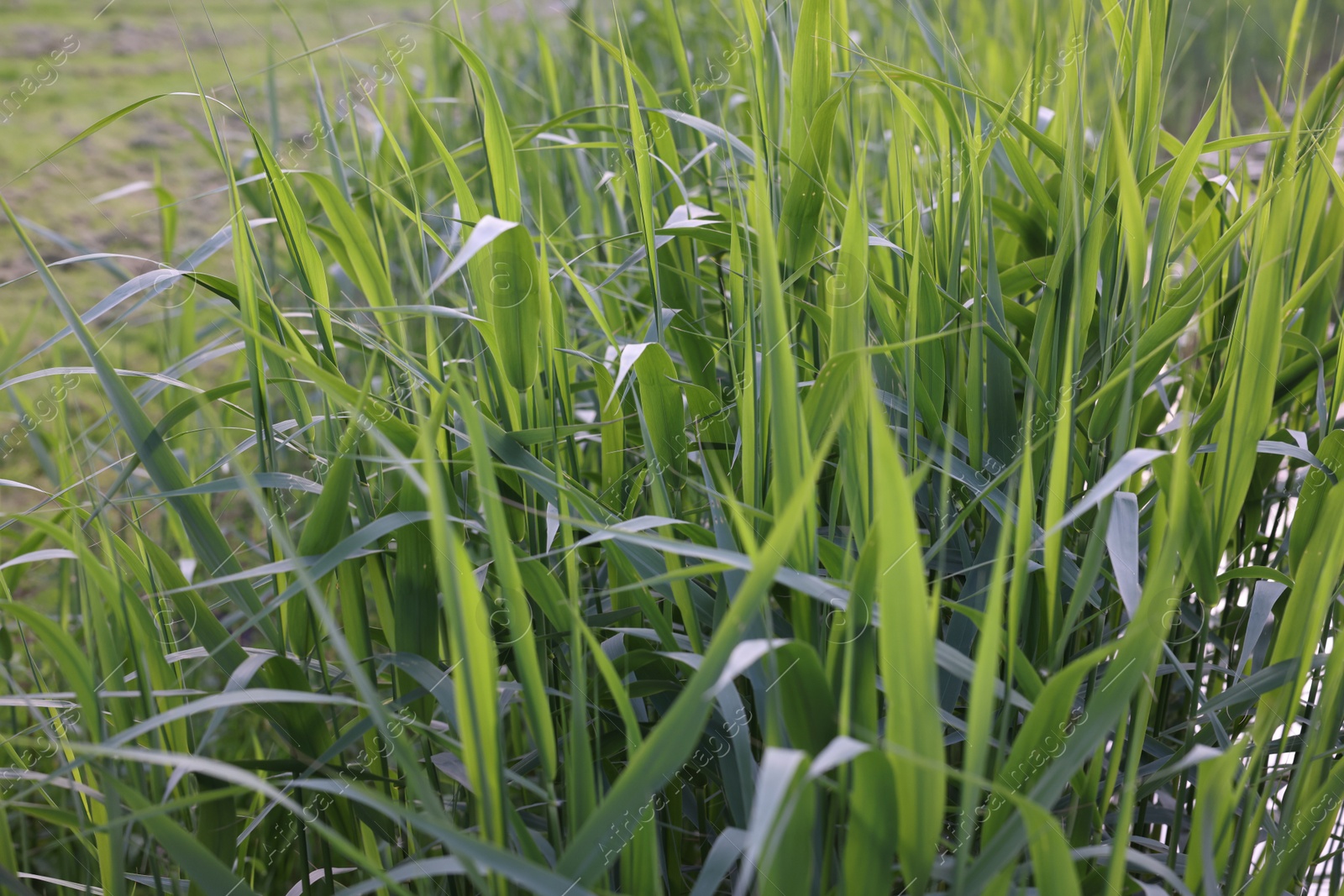 Photo of Beautiful green reed plants growing outdoors, closeup