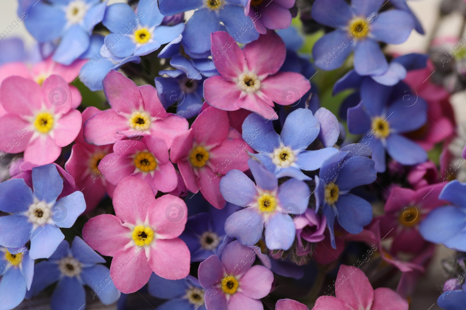 Photo of Beautiful blue and pink Forget-me-not flowers, closeup view