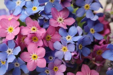 Photo of Beautiful blue and pink Forget-me-not flowers, closeup view