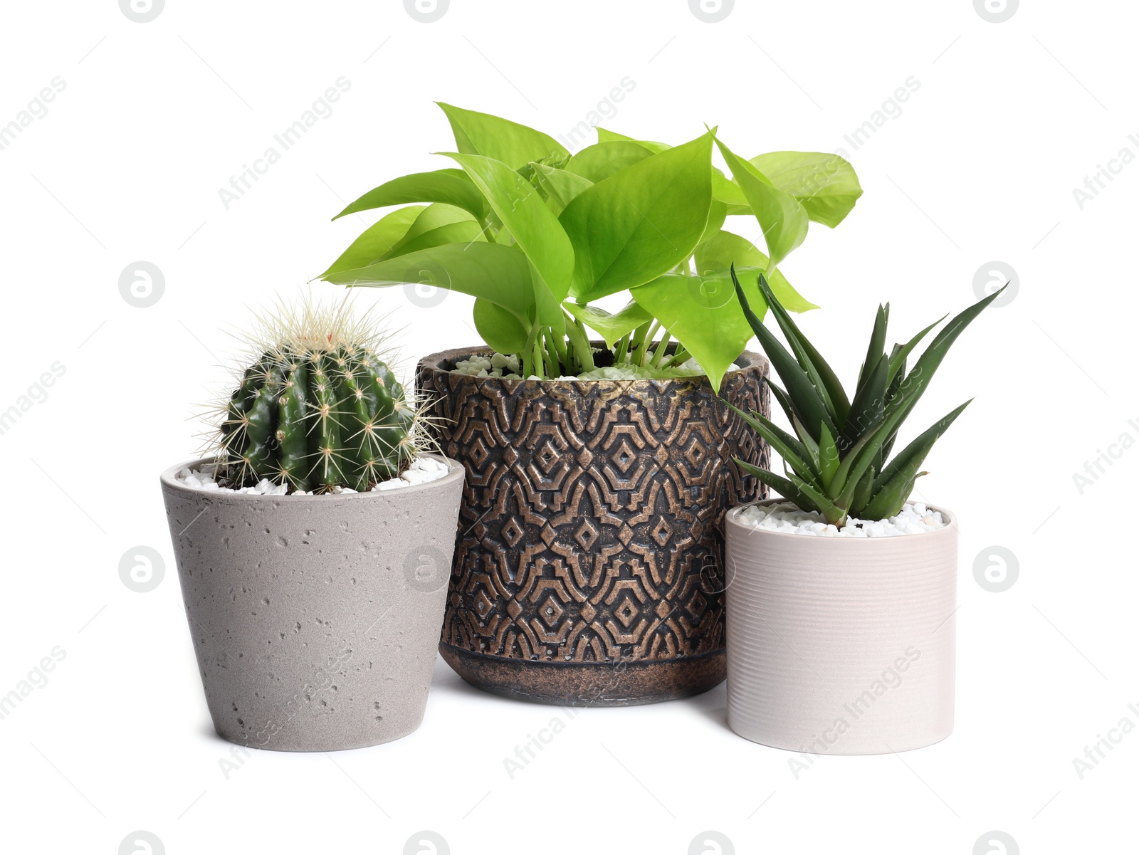 Photo of Different house plants in pots isolated on white