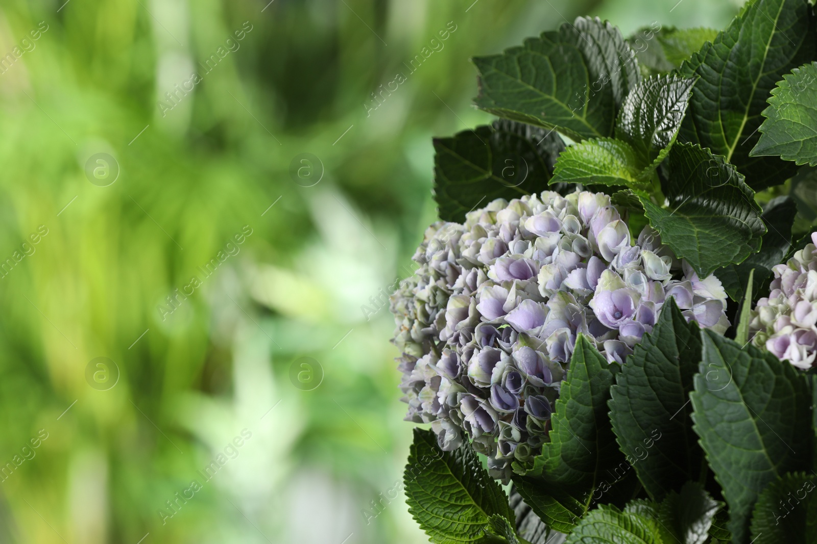 Photo of Beautiful hortensia plant with light flowers outdoors, closeup