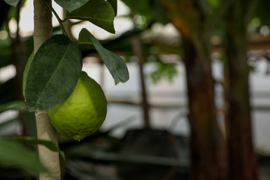 Photo of Fresh lime growing on tree in greenhouse, closeup. Space for text