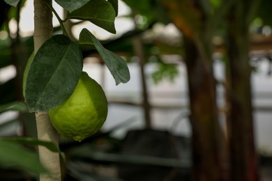 Fresh lime growing on tree in greenhouse, closeup. Space for text