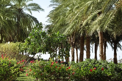 Photo of Beautiful landscape with exotic plants and palms at tropical resort
