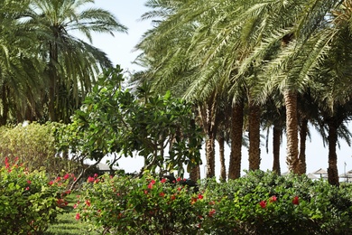 Beautiful landscape with exotic plants and palms at tropical resort