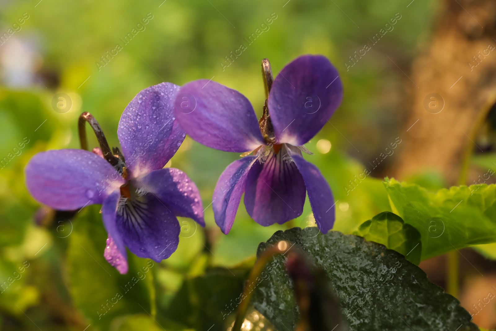 Photo of Beautiful wild violets blooming in forest, closeup. Spring flowers