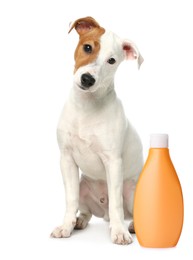 Image of Cute Jack Russel Terrier and bottle of dog shampoo on white background