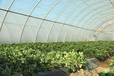 Rows of strawberry seedlings growing in greenhouse