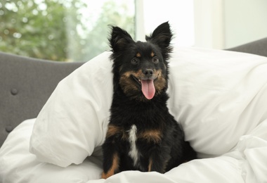 Photo of Adorable dog covered with blanket on sofa at home