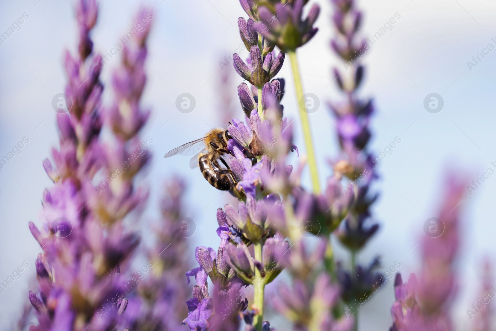 Photo of Honeybee collecting nectar from beautiful lavender flower outdoors, closeup