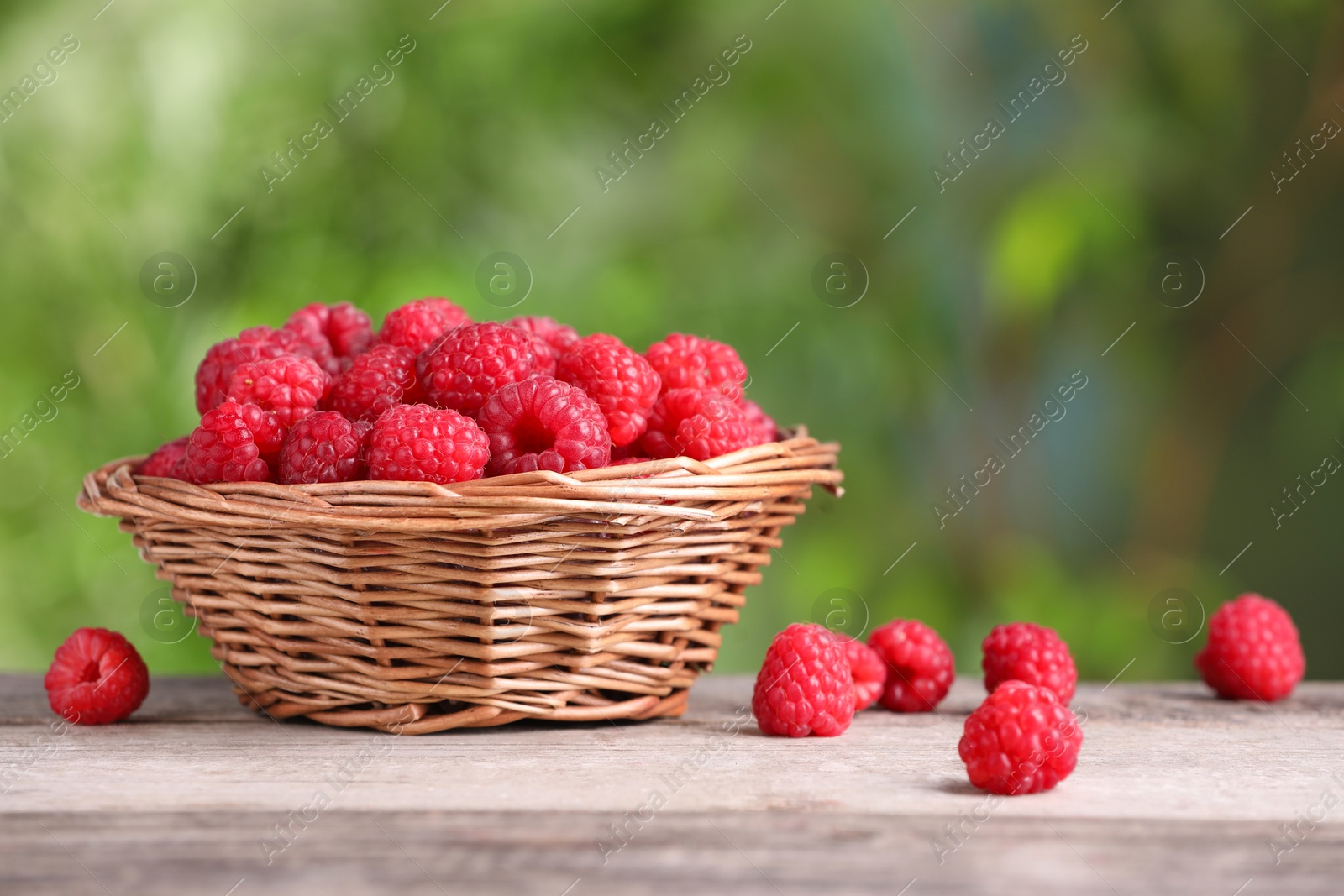 Photo of Wicker basket with tasty ripe raspberries on wooden table against blurred green background, closeup. Space for text