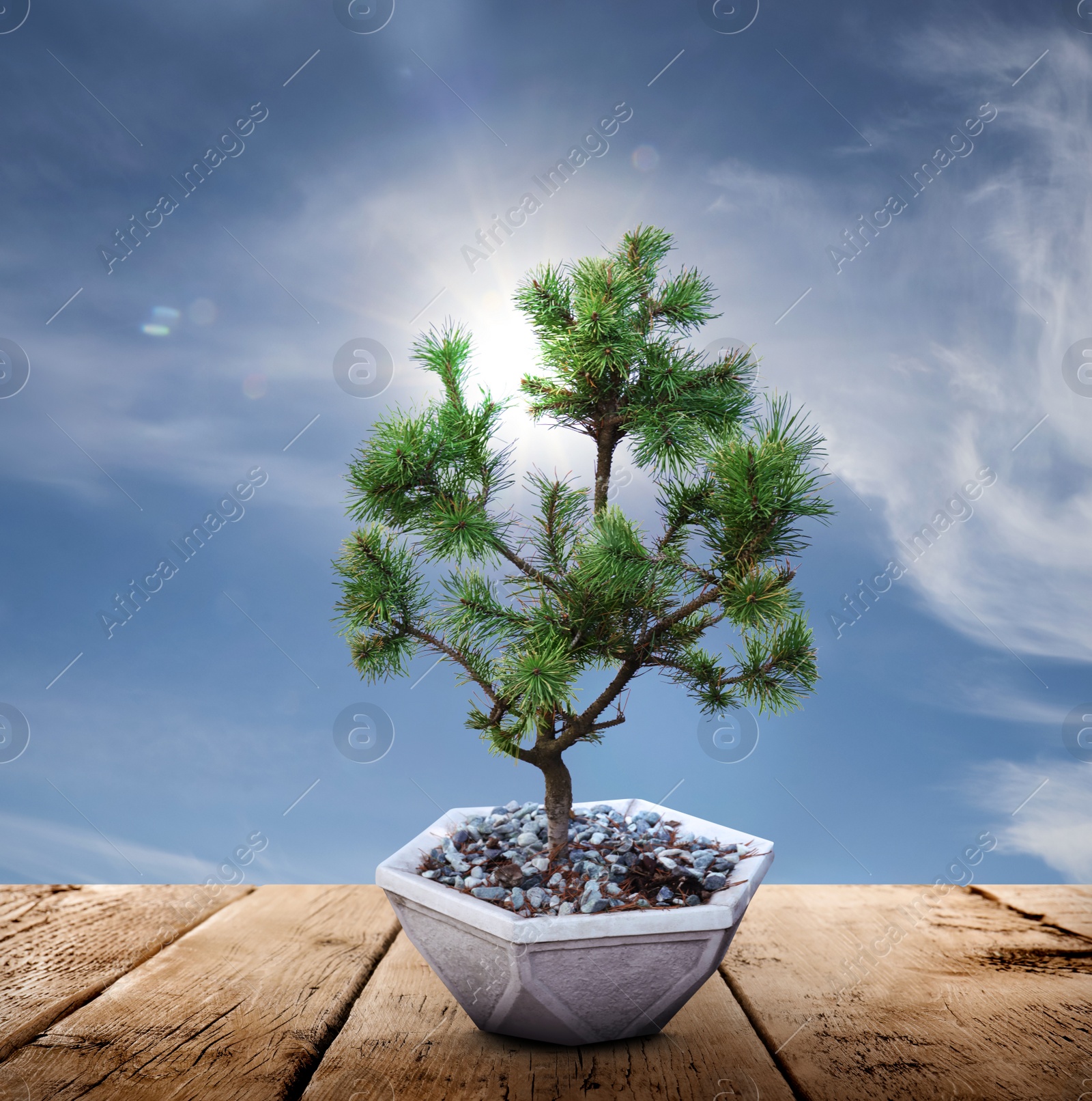 Image of Beautiful bonsai tree in pot on wooden table against blue sky