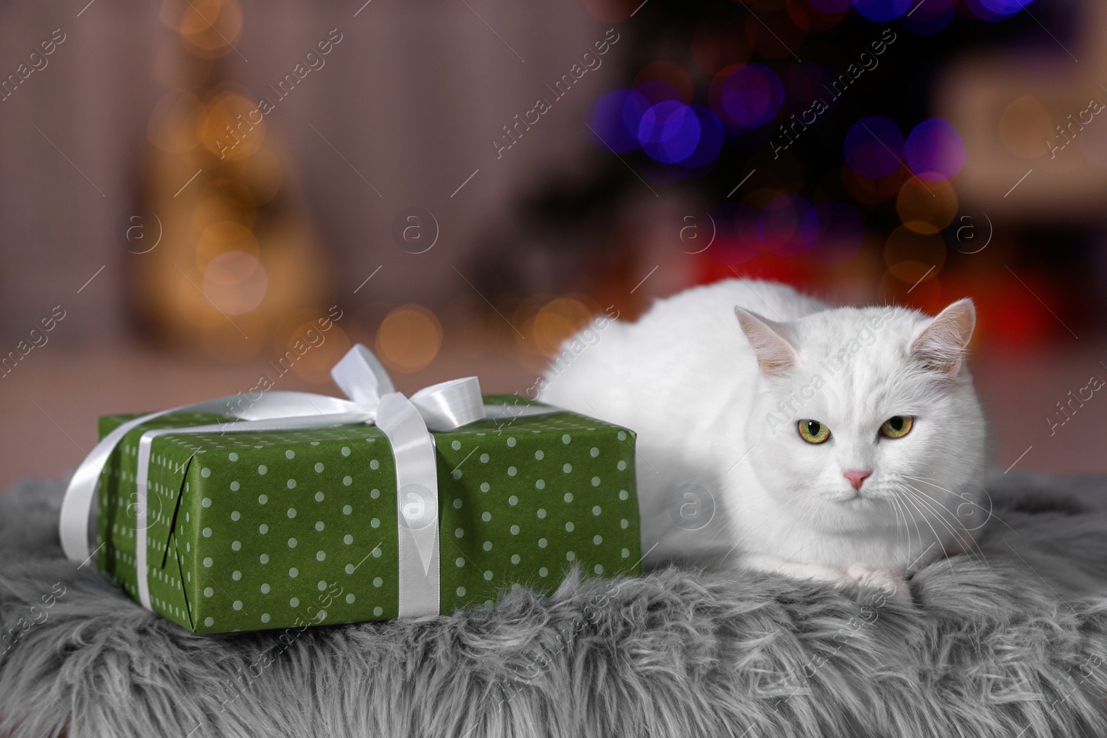 Photo of Christmas atmosphere. Cute cat lying near gift box on fur rug against blurred lights. Space for text