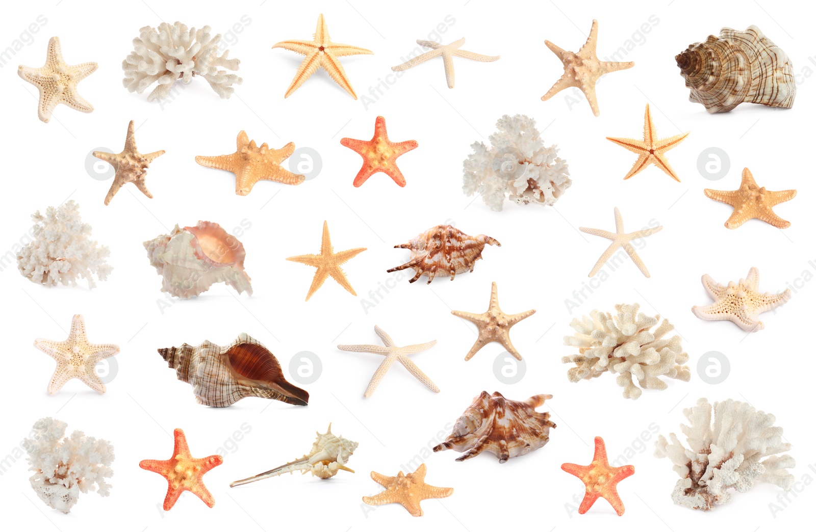 Image of Set with sea stars, shells and corals isolated on white