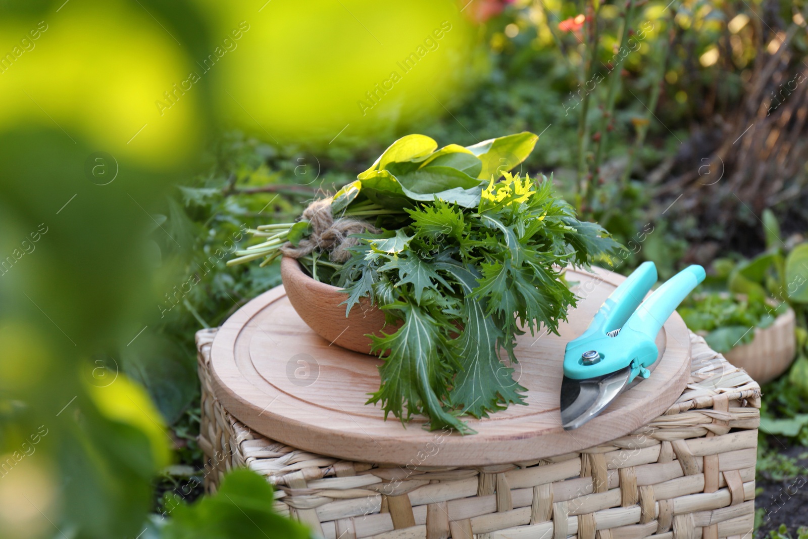 Photo of Wooden board with fresh green herbs and pruner on wicker basket outdoors