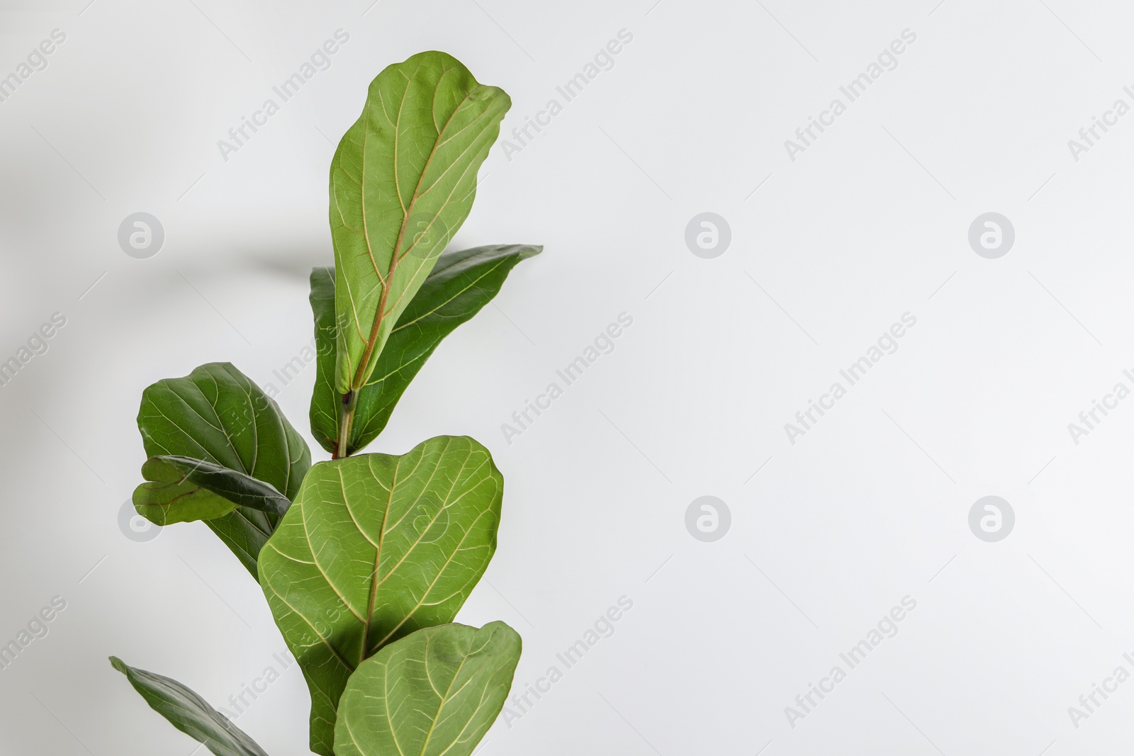 Photo of Beautiful ficus plant on white background, space for text. House decor