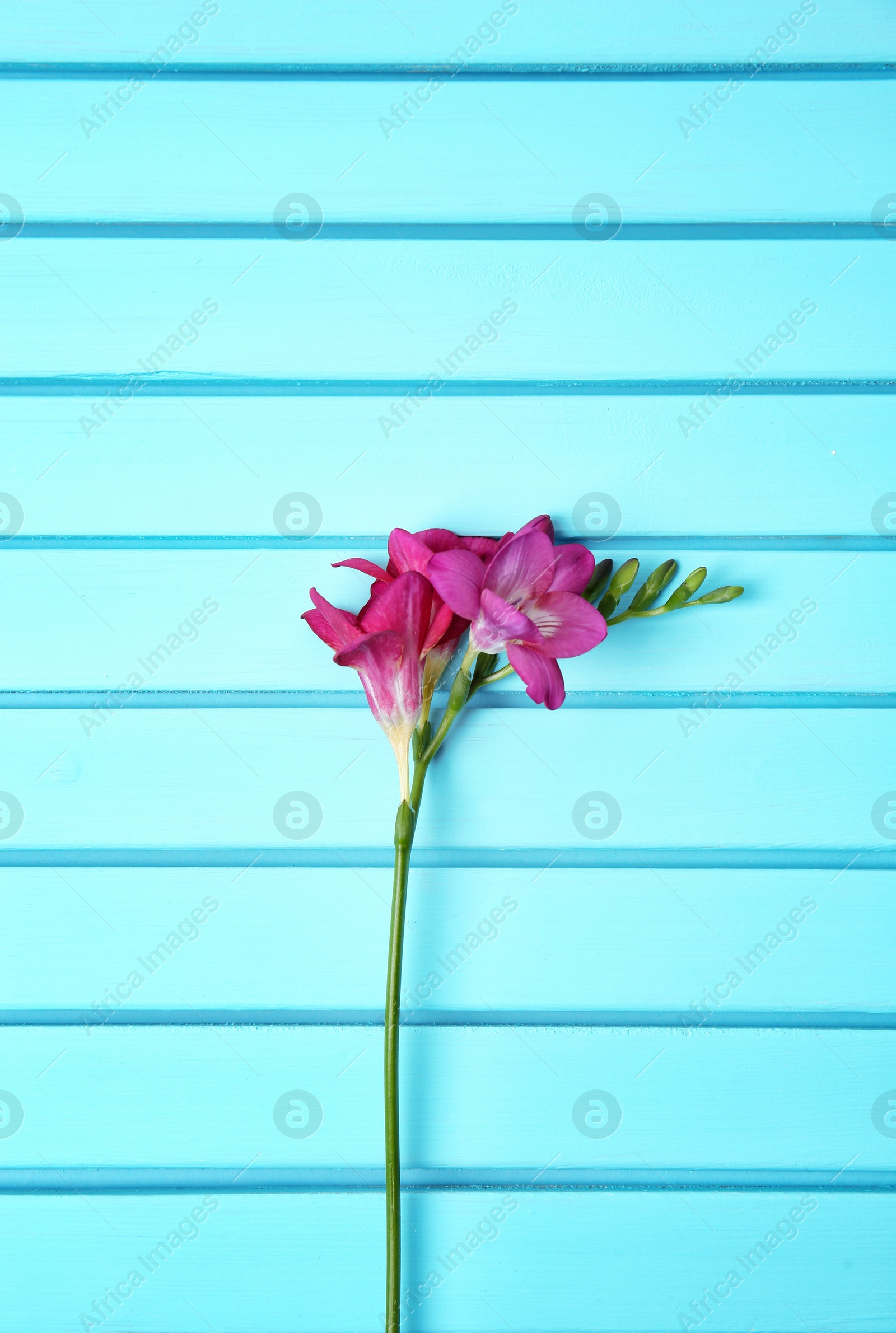 Photo of Beautiful freesia on wooden background