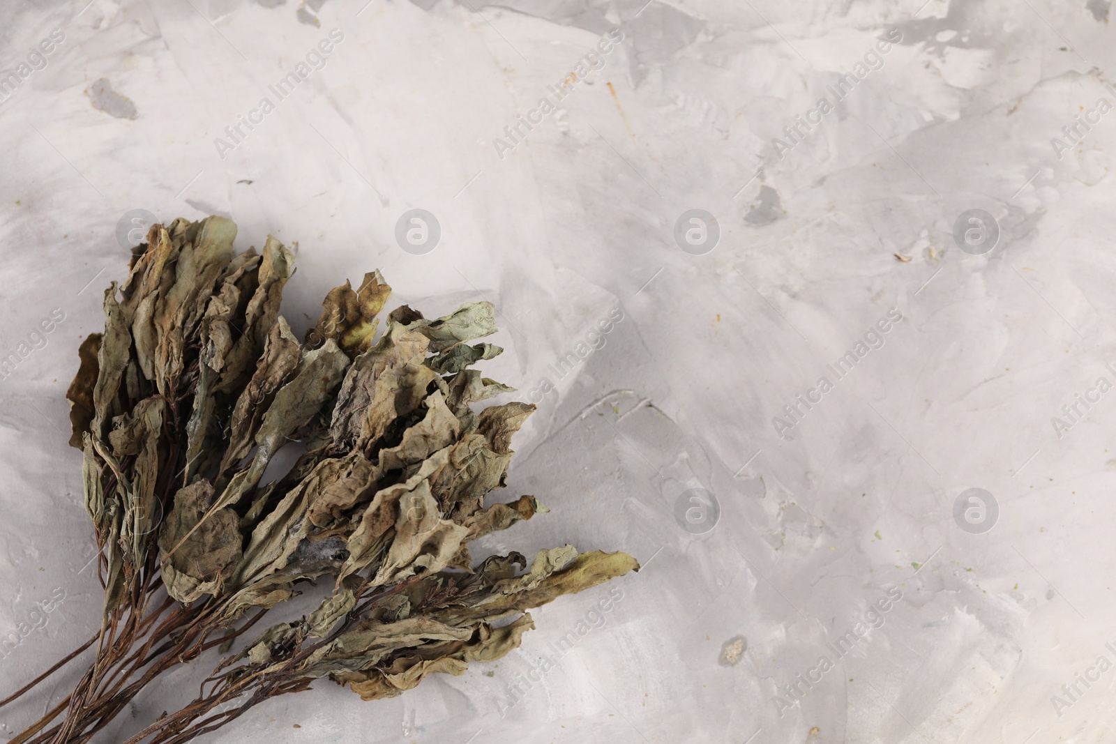 Photo of Dry basil on light grey textured table, flat lay. Space for text