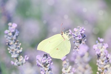 Photo of Beautiful butterfly in lavender field on sunny day, closeup