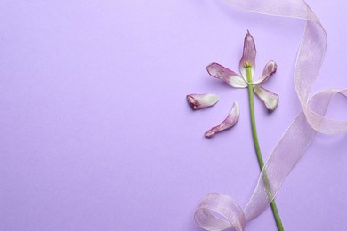Beautiful tulip and ribbon on violet background, flat lay with space for text. Menopause concept